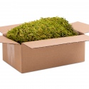 Terrario North King Moss Box 1.5l - tropical moss